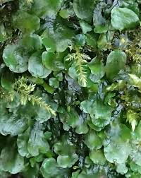 Attēlu rezultāti vaicājumam “Pellia endiviifolia”