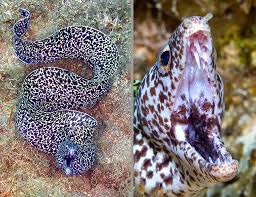 Image result for Gymnothorax moringa