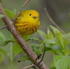 Image result for Dendroica petechia