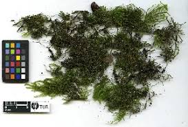 Attēlu rezultāti vaicājumam “Thamnobryum subserratum”