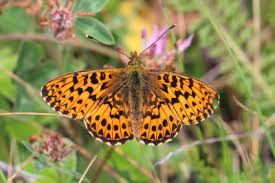 Attēlu rezultāti vaicājumam “Boloria titania underside”