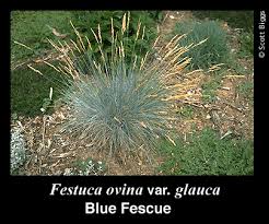 Attēlu rezultāti vaicājumam “Festuca arenaria”