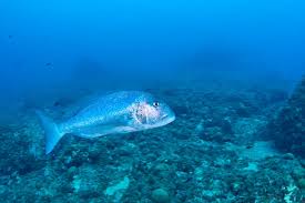 Image result for Dentex dentex