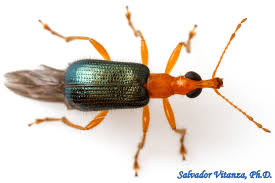 Attēlu rezultāti vaicājumam “Attelabidae”