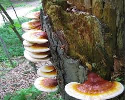 Attēlu rezultāti vaicājumam “Ganoderma applanatum”