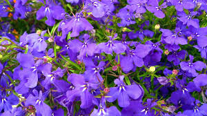 Image result for Männertreu