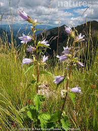 Image result for Campanula trachelium