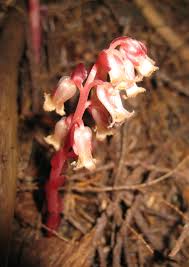 Attēlu rezultāti vaicājumam “Monotropa hypopitys”