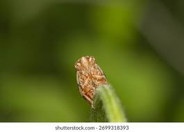 Attēlu rezultāti vaicājumam “Aphrophoridae nymph”