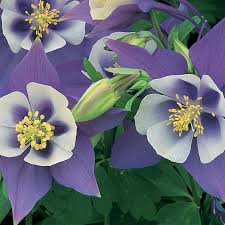 Image result for Aquilegia caerulea