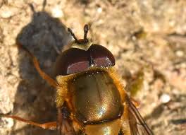 Attēlu rezultāti vaicājumam “Syrphus sp. imago”