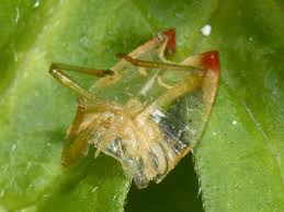 Attēlu rezultāti vaicājumam “Elasmostethus interstinctus nymph”