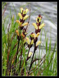 Attēlu rezultāti vaicājumam “Pedicularis sceptrum-carolinum flower”
