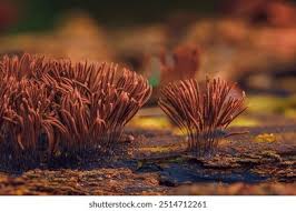 Attēlu rezultāti vaicājumam “Stemonitis axifera stalked”