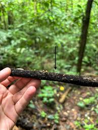 Attēlu rezultāti vaicājumam “Lycogala conicum”