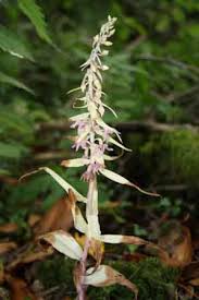 Attēlu rezultāti vaicājumam “Epipactis helleborine fruit”