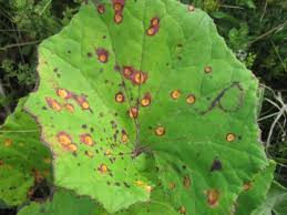 Attēlu rezultāti vaicājumam “Puccinia poarum”