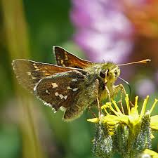 Attēlu rezultāti vaicājumam “Hesperia comma”