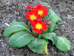 Attēlu rezultāti vaicājumam “Primula x polyantha”