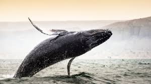 Image result for Eubalaena glacialis