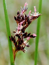 Attēlu rezultāti vaicājumam “Juncaceae”