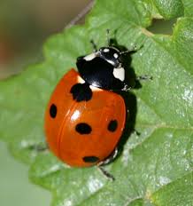 Attēlu rezultāti vaicājumam “Coccinella septempunctata”