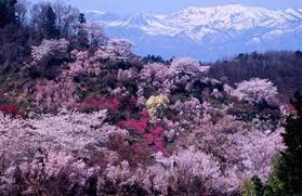 Image result for 緋寒桜