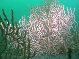 Image result for Chelsea & Fulham Sub-Aqua Club