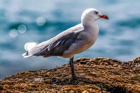Image result for Larus audouinii