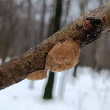 Attēlu rezultāti vaicājumam “Dichomitus campestris”