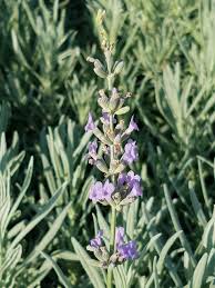 Attēlu rezultāti vaicājumam “Lavandula angustifolia flower”