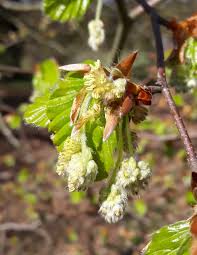 Attēlu rezultāti vaicājumam “Fagus sylvatica male flower”