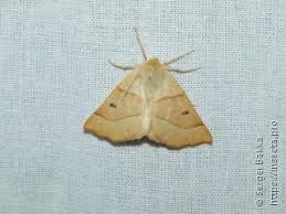 Attēlu rezultāti vaicājumam “Crocallis elinguaria imago”