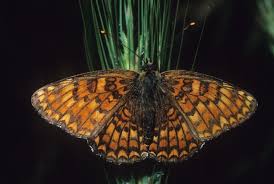 Attēlu rezultāti vaicājumam “Melitaea phoebe”