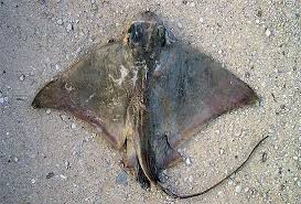 Image result for Myliobatis aquila