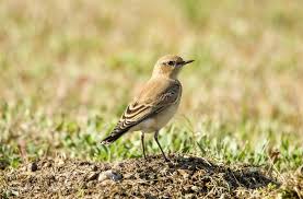 Attēlu rezultāti vaicājumam “Oenanthe oenanthe juvenile”