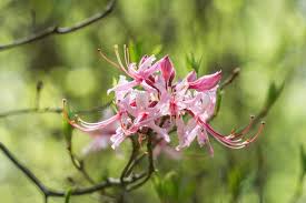 Attēlu rezultāti vaicājumam “Rhododendron periclymenoides flower”