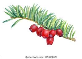 Attēlu rezultāti vaicājumam “Taxus baccata fruit”