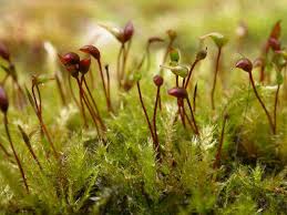 Attēlu rezultāti vaicājumam “Sciuro-hypnum”