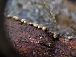 Attēlu rezultāti vaicājumam “Diderma deplanatum”