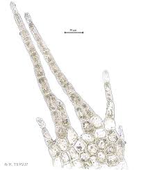 Attēlu rezultāti vaicājumam “Chiloscyphus pallescens”