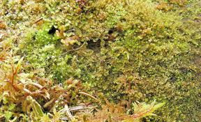 Attēlu rezultāti vaicājumam “Lophozia”