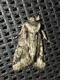 Attēlu rezultāti vaicājumam “Allophyes oxyacanthae”