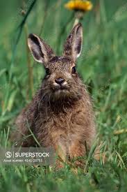 Attēlu rezultāti vaicājumam “Lepus europaeus”