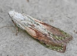 Attēlu rezultāti vaicājumam “Aphomia sociella male”