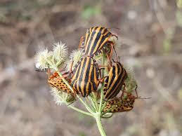 Attēlu rezultāti vaicājumam “Graphosoma lineatum imago”