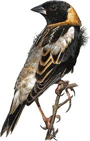 Image result for Dolichonyx oryzivorus