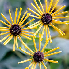 Image result for Rudbeckia Paradisio