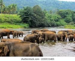 Image result for pinawella