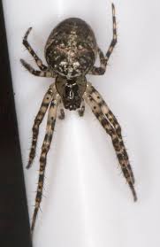 Attēlu rezultāti vaicājumam “Metellina merianae”